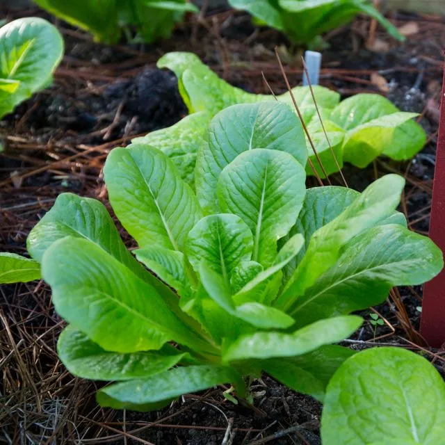 thumbnail for publication: The Updated Seed Testing Rule for Lettuce mosaic virus in Florida